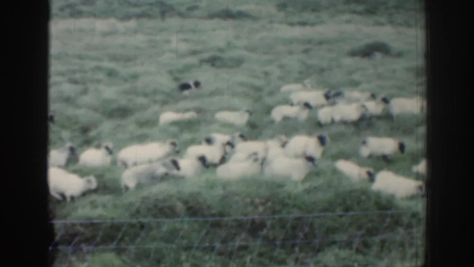 1961 Ireland 8mm frame showing sheep grazing and moving through green pasture, seen through a dark window frame with a wire fence in front.