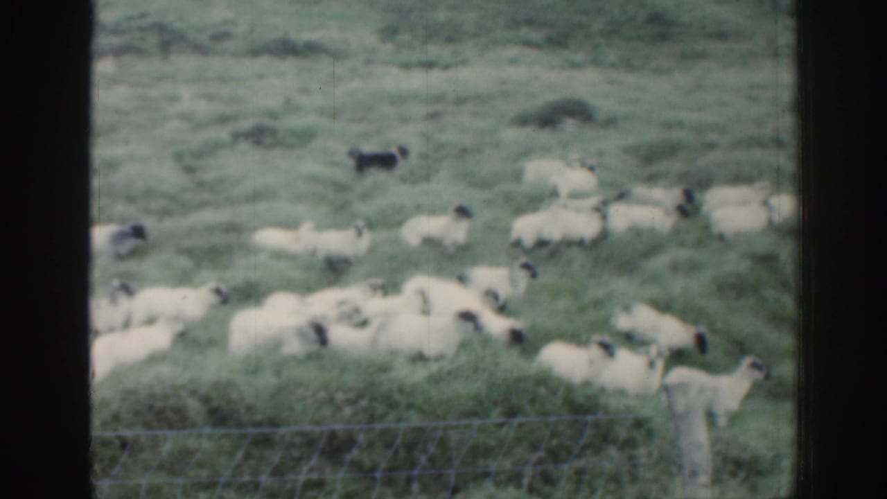 Flock of sheep and a dark sheepdog in a green field seen through a window.