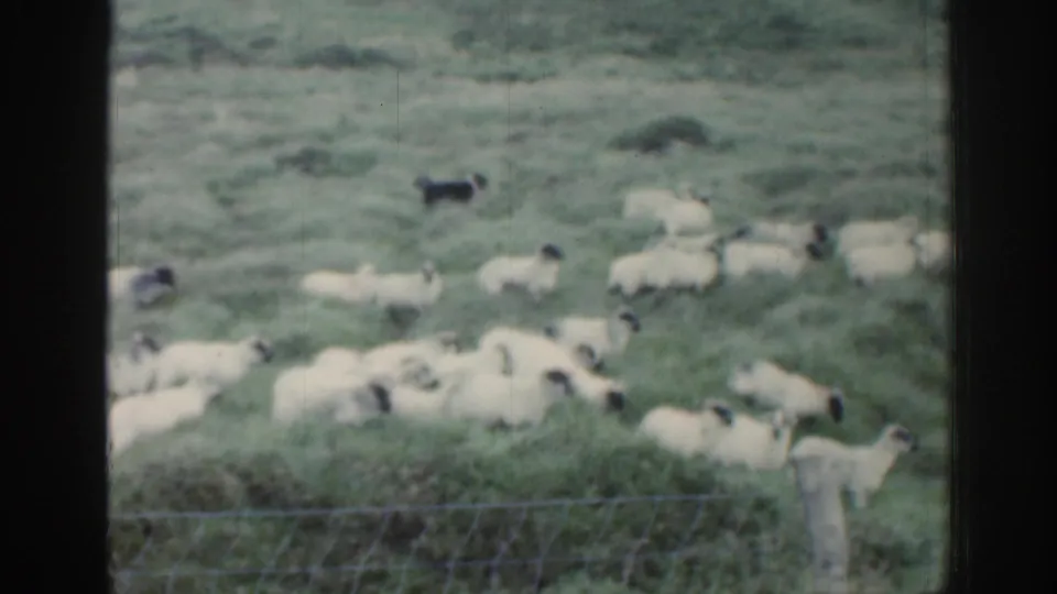 1961 Ireland 8mm frame with a dark sheepdog near white sheep in open green pasture, separated from the camera by a window frame and wire fence.