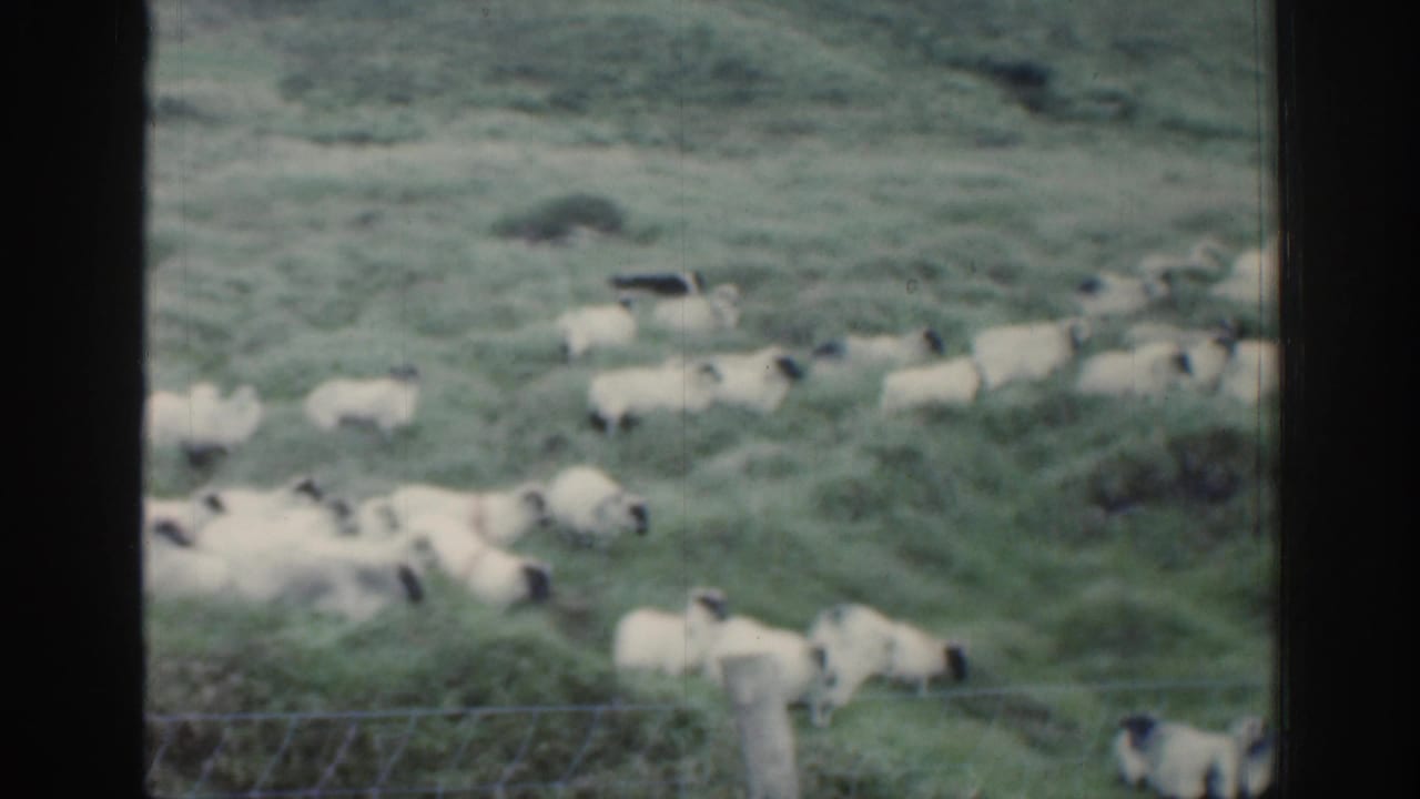 1961 Ireland 8mm frame showing a flock of sheep moving across green pasture, with wire fencing and dark window bars crossing the view.