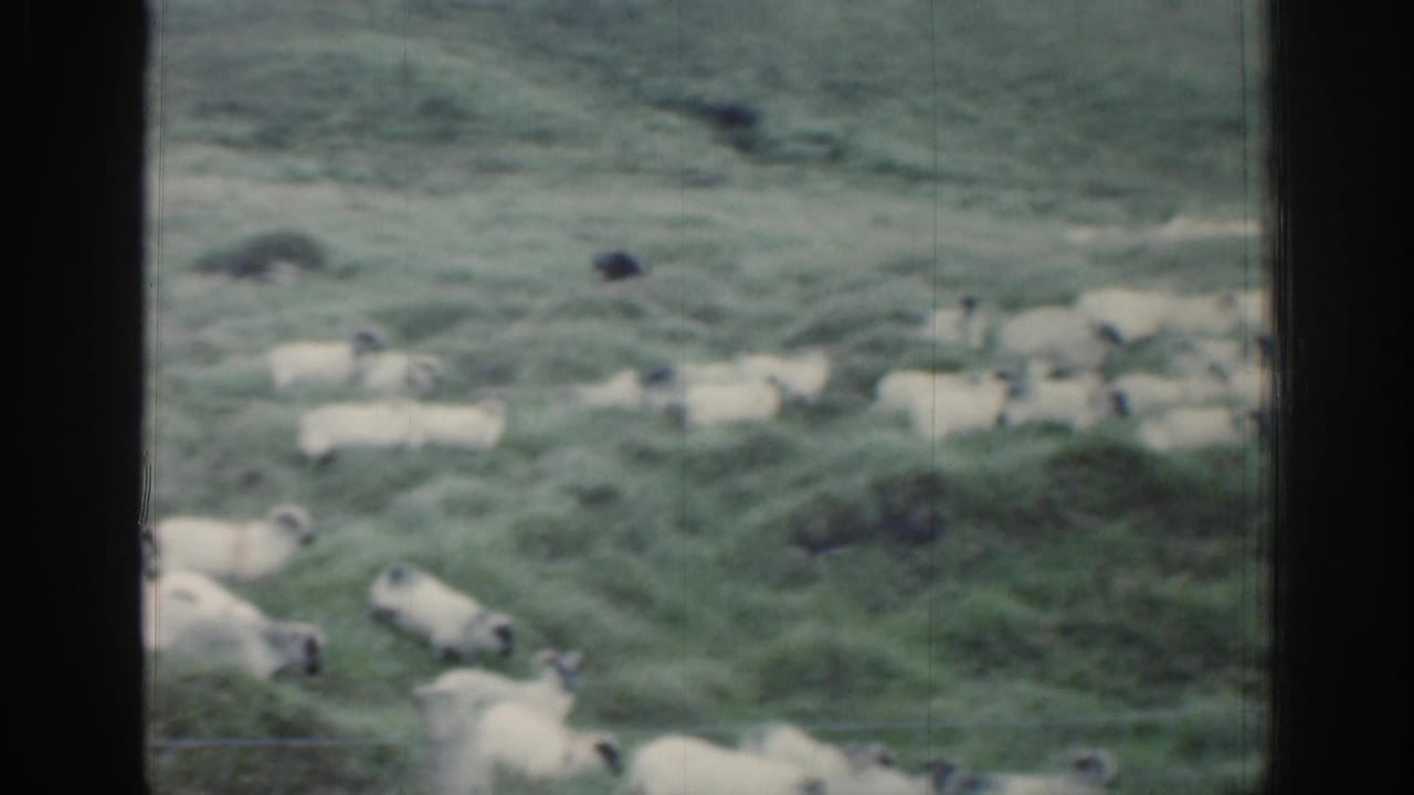 1961 Ireland 8mm frame showing scattered sheep across a green field, with dark window framing and wire fencing visible in the foreground.