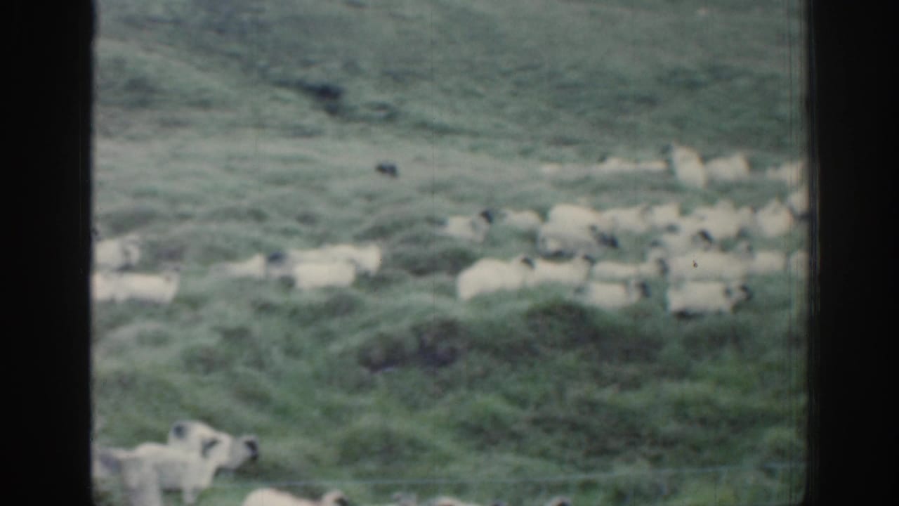 1961 Ireland 8mm frame showing sheep scattered across a green hillside, viewed through a dark window frame.