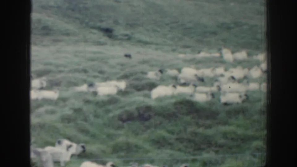 1961 Ireland 8mm frame showing sheep scattered across a green hillside, viewed through a dark window frame.