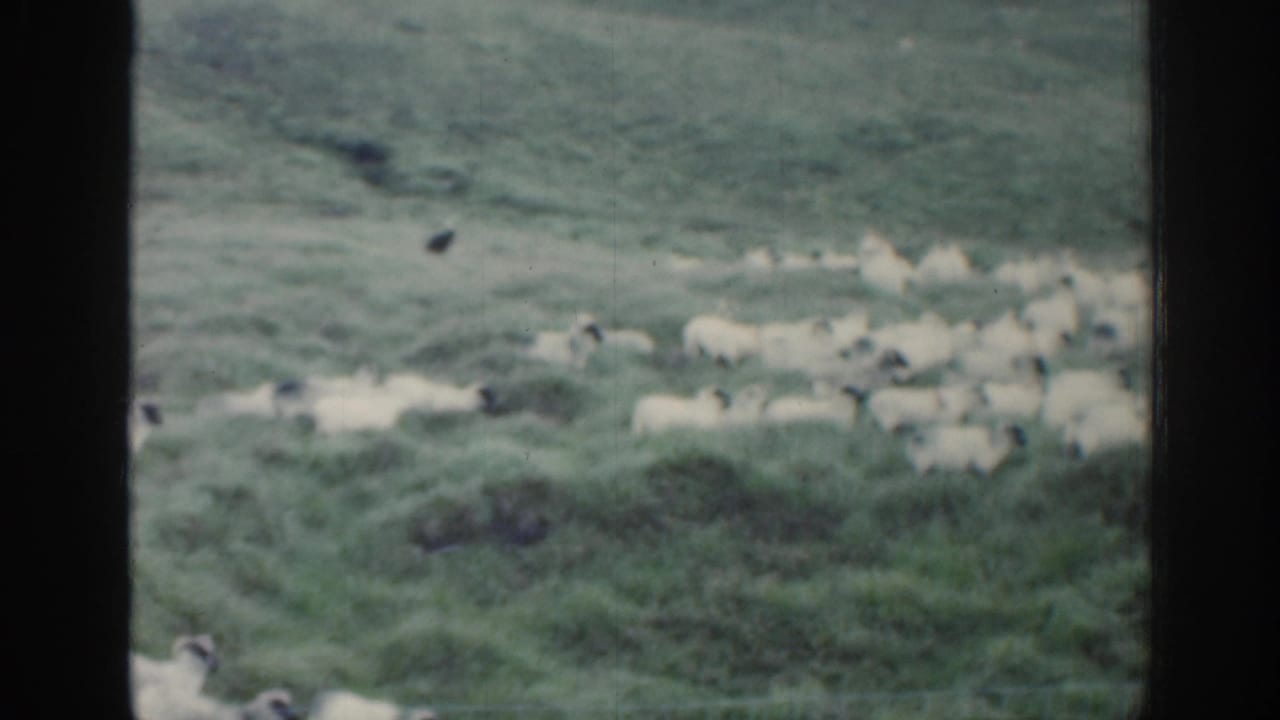 Flock of sheep spread across rough green pasture behind a window frame.