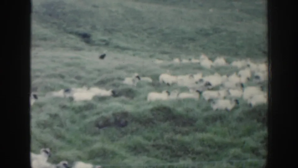 A flock of sheep appears across an Irish hillside pasture in soft 1960s 8mm color, partly divided by the window frame.