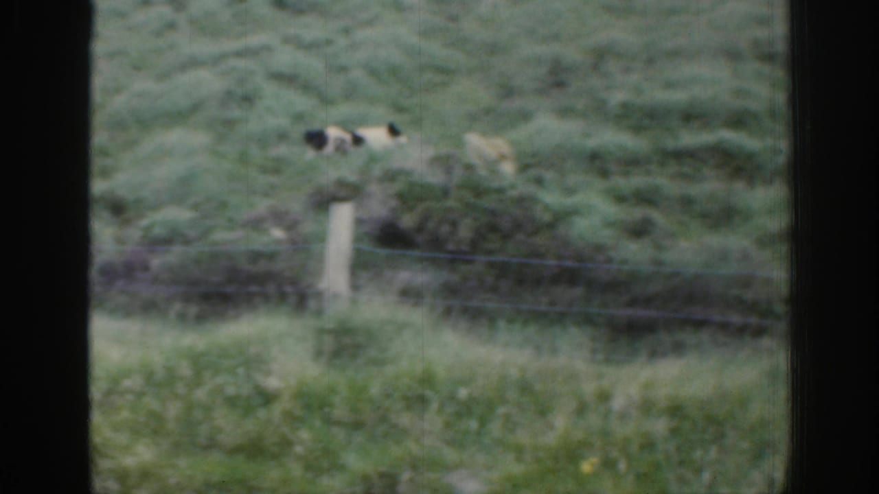 A black-and-white shepherd dog works near sheep on a green Irish hillside, with fence wire and window framing visible.