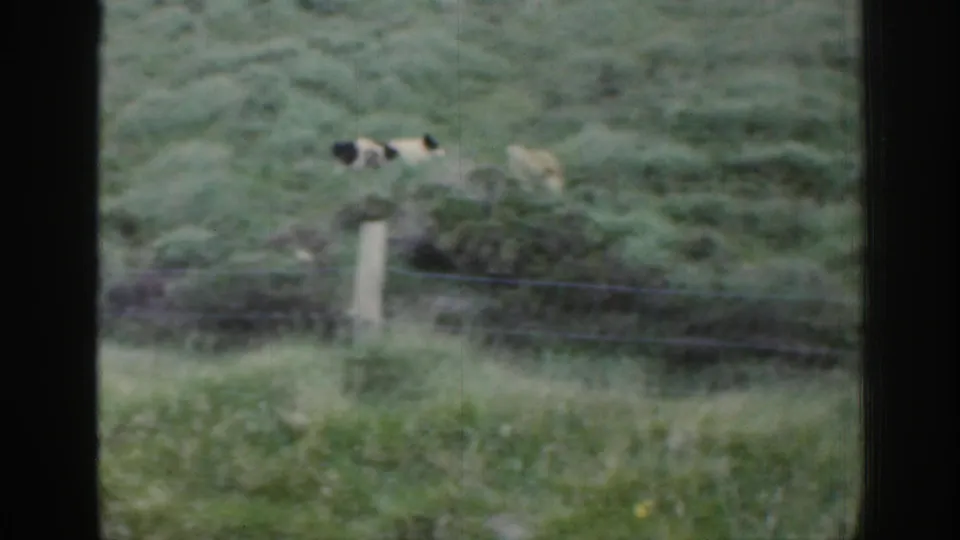 A black-and-white shepherd dog works near sheep on a green Irish hillside, with fence wire and window framing visible.