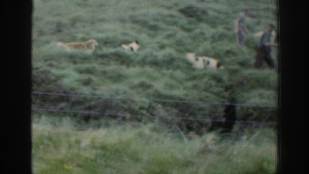 The shepherd dog and sheep remain on the Irish hillside while two distant people stand near the right edge of the frame.