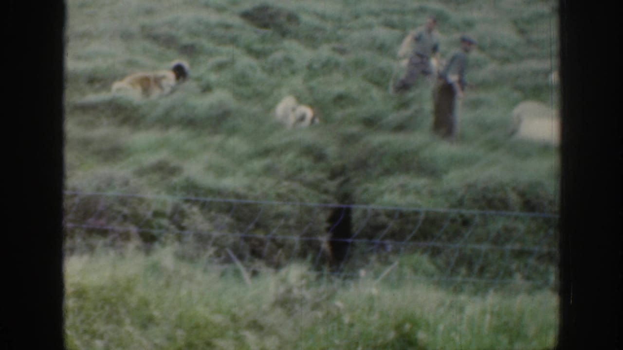 1961 Ireland home-movie frame showing two distant shepherds, sheepdogs, and white sheep moving across rough green pasture behind a fence.