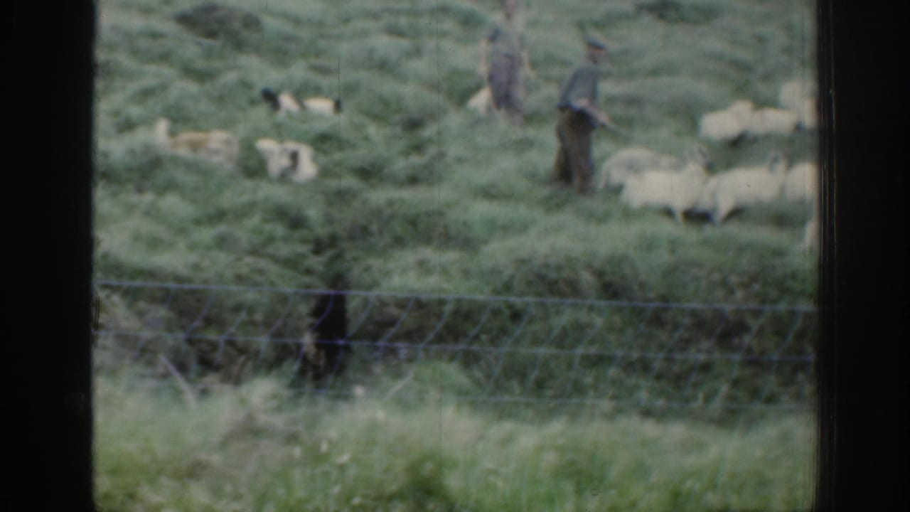 Distant 1961 Ireland farming scene with shepherds and dogs guiding white sheep across green pasture beyond a wire fence.