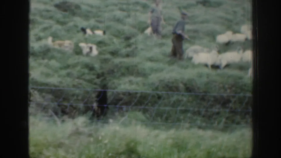 Distant 1961 Ireland farming scene with shepherds and dogs guiding white sheep across green pasture beyond a wire fence.