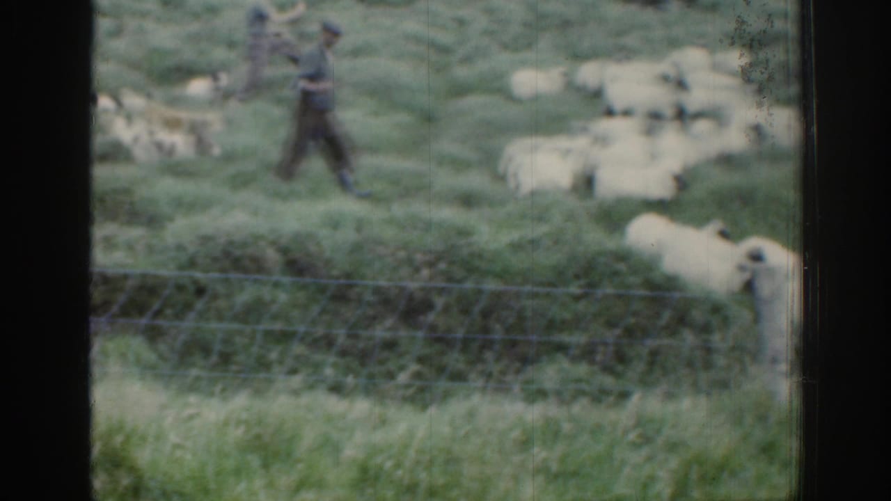1961 Ireland 8mm frame of a shepherd walking beside a flock of white sheep with sheepdogs in a grassy field behind fencing.