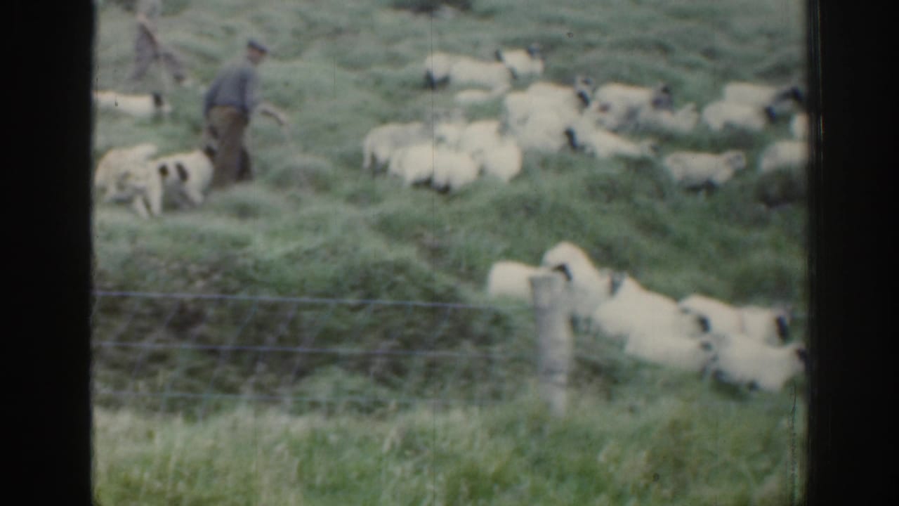 End frame from 1961 Ireland showing sheep grouped near a shepherd and dogs, with a wire fence crossing the foreground.