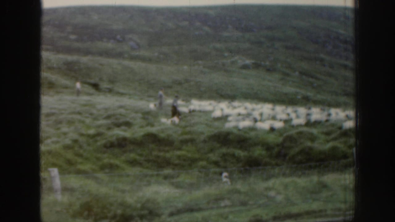1961 Ireland home-movie frame showing a distant shepherd and sheep spread across a green hillside.