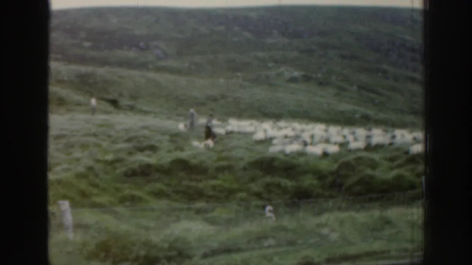 1961 Ireland home-movie frame showing a distant shepherd and sheep spread across a green hillside.
