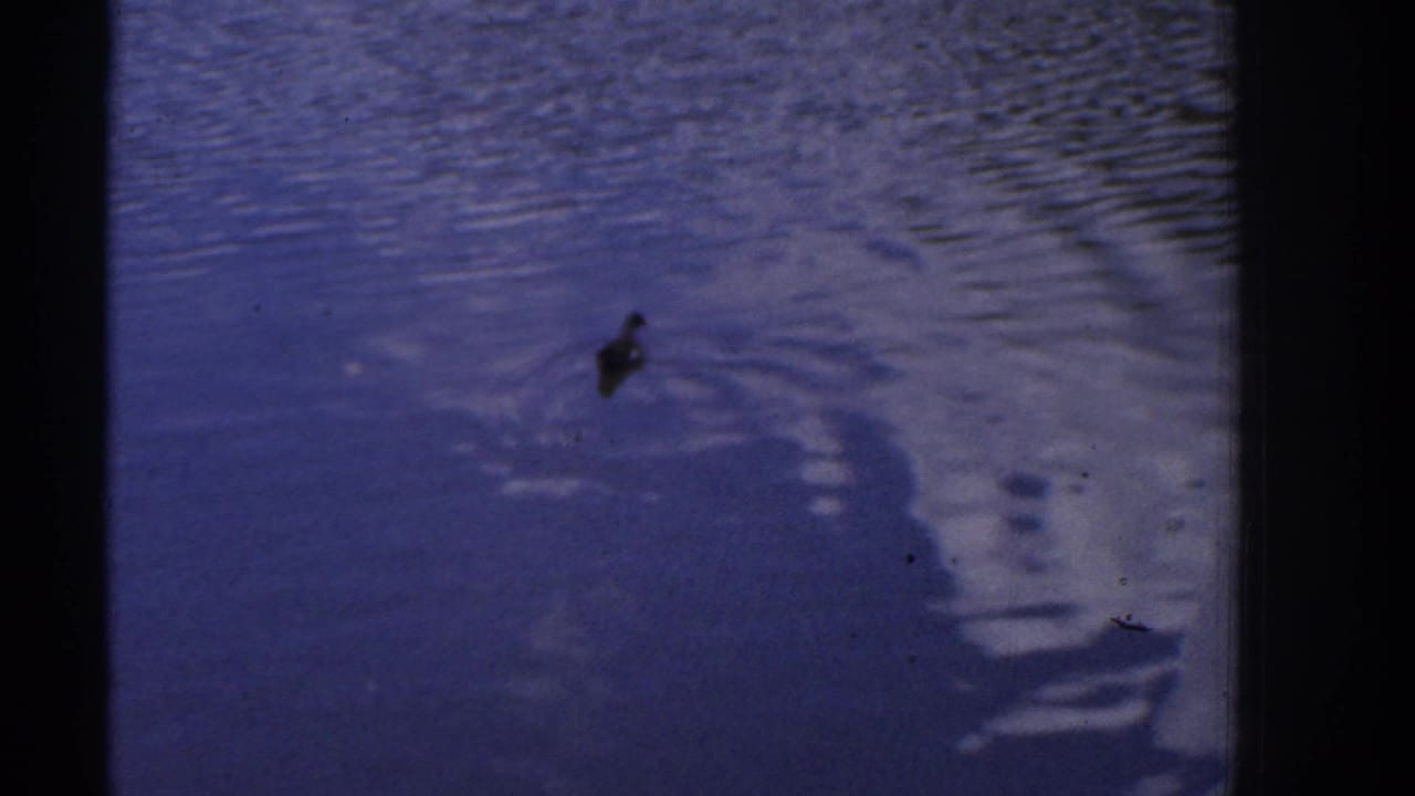 1961 Ireland home-movie view of a duck crossing the pond, with a fountain, trees, clouds, and visible 8mm artifacts.