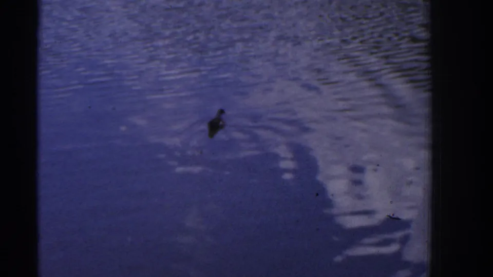 1961 Ireland home-movie view of a duck crossing the pond, with a fountain, trees, clouds, and visible 8mm artifacts.