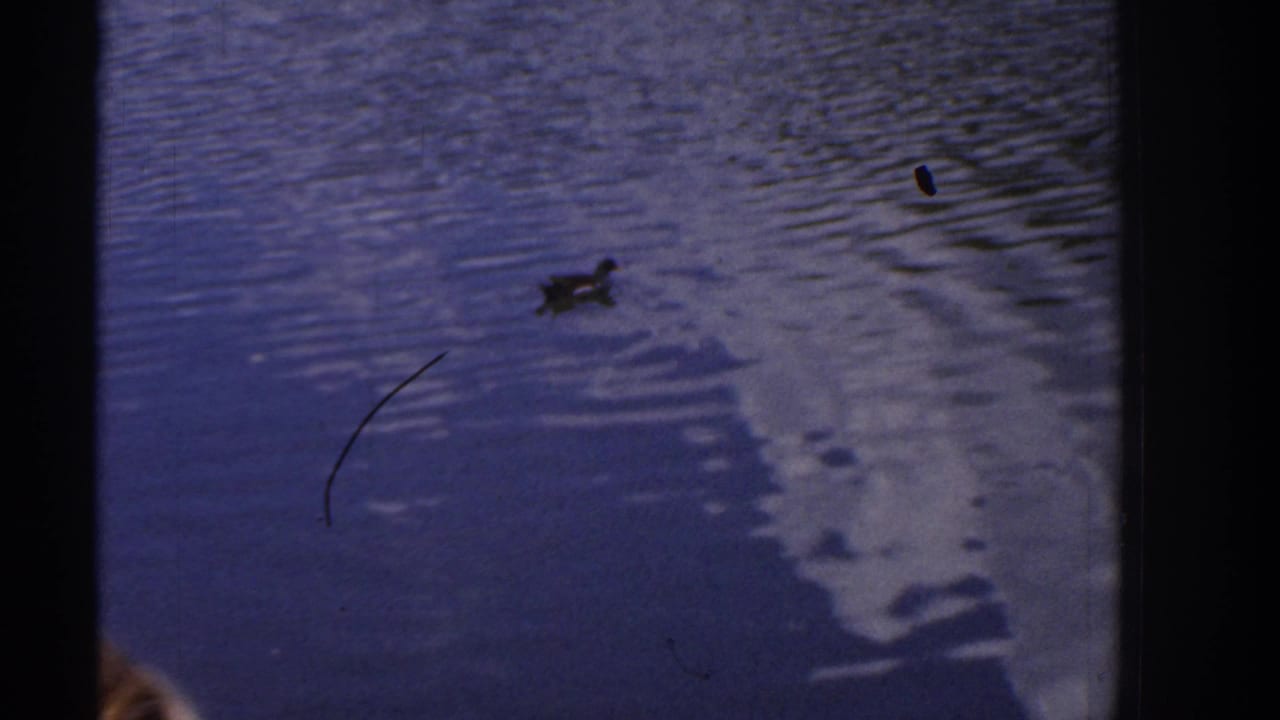 1961 Ireland 8mm frame showing a duck on rippled pond water, distant fountain spray, trees, clouds, and small film marks.