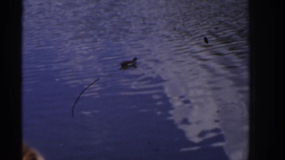 1961 Ireland 8mm frame showing a duck on rippled pond water, distant fountain spray, trees, clouds, and small film marks.