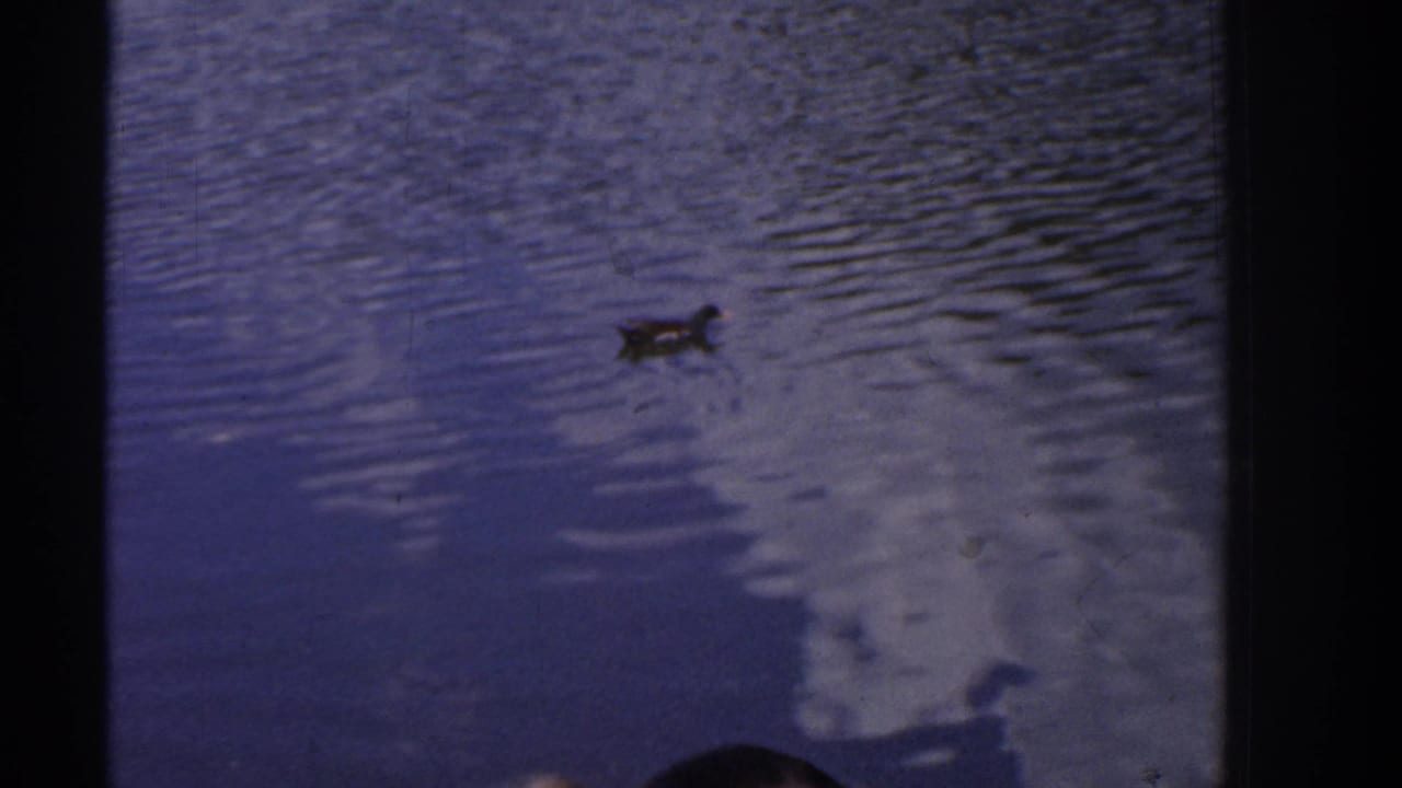 1961 Ireland 8mm frame showing a duck on rippling pond water, bordered by dark gate edges and soft home-movie exposure.