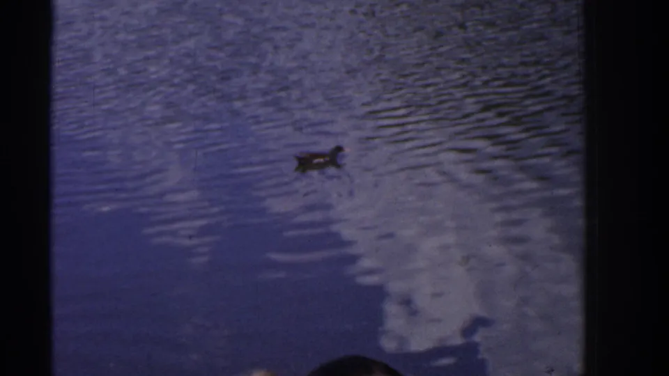 1961 Ireland 8mm frame showing a duck on rippling pond water, bordered by dark gate edges and soft home-movie exposure.