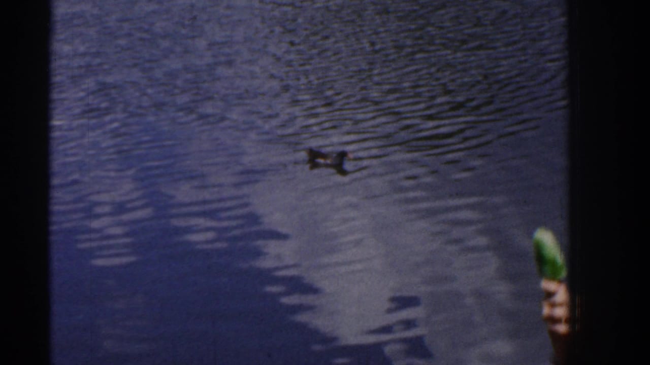 Duck on rippling pond water with a hand holding a green object at the right edge.