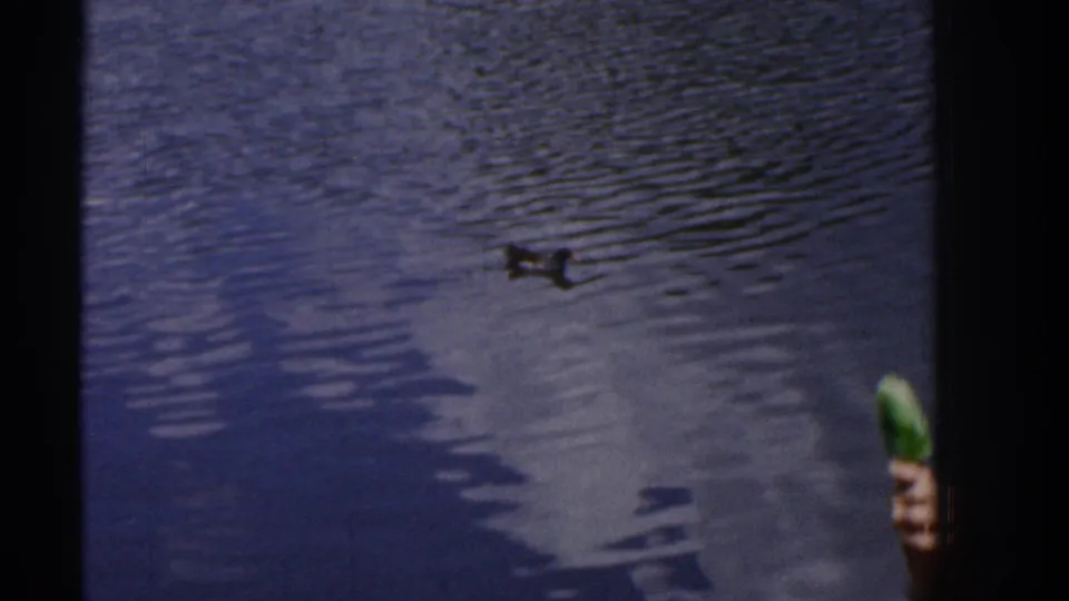 1961 Ireland home-movie frame with a duck on the pond and a partial hand holding a green object entering from the right edge.