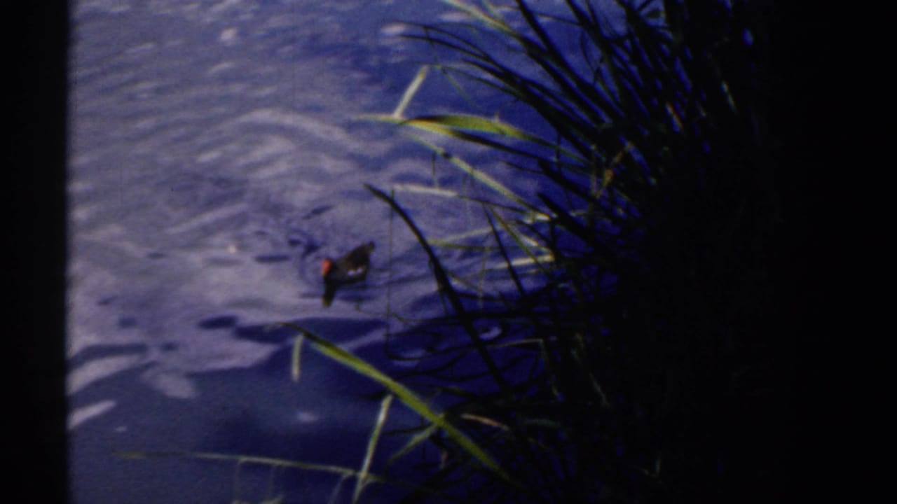 1961 Ireland 8mm frame showing a duck close to pond grasses, with a partial foreground head and dark film border visible.
