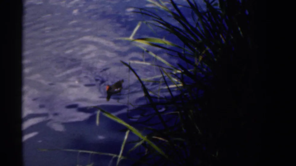 1961 Ireland 8mm frame showing a duck close to pond grasses, with a partial foreground head and dark film border visible.