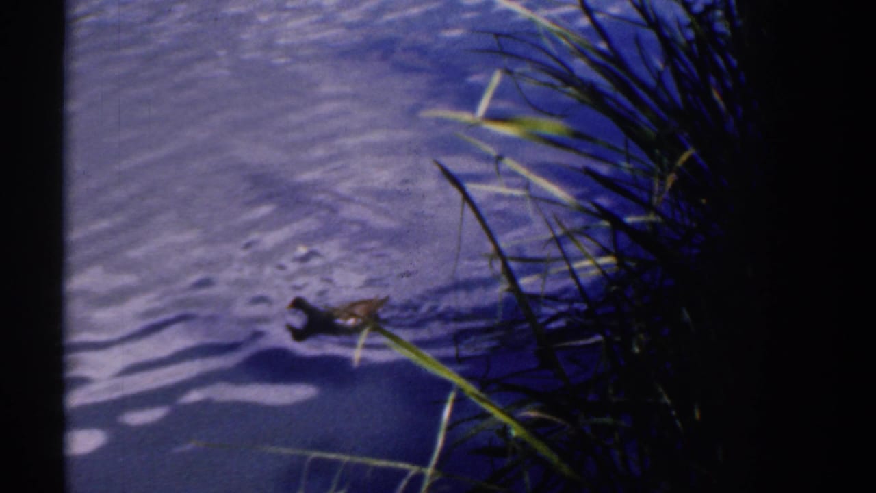 1961 Ireland home-movie frame of a duck beside tall pond grasses, with rippling water and pronounced dark frame edges.