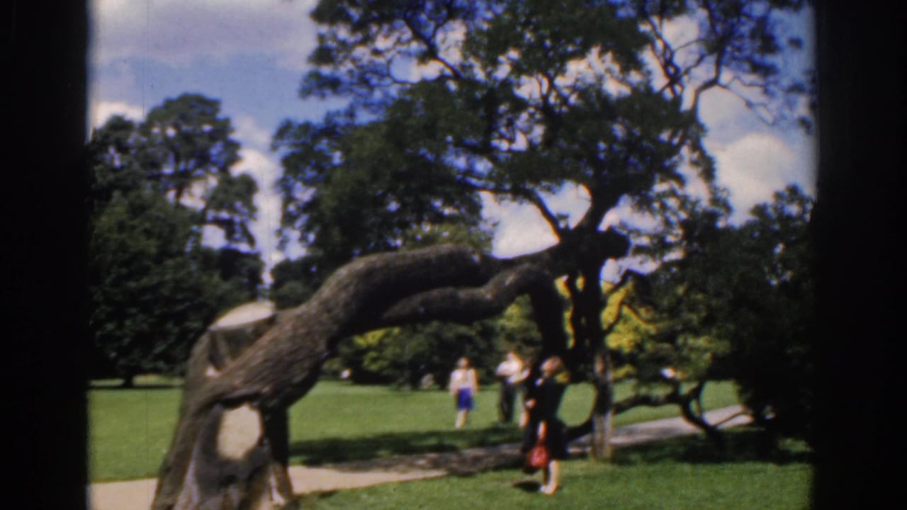 1961 Ireland home-movie frame showing an arching tree over a lawn as adults walk and pause in the distance.