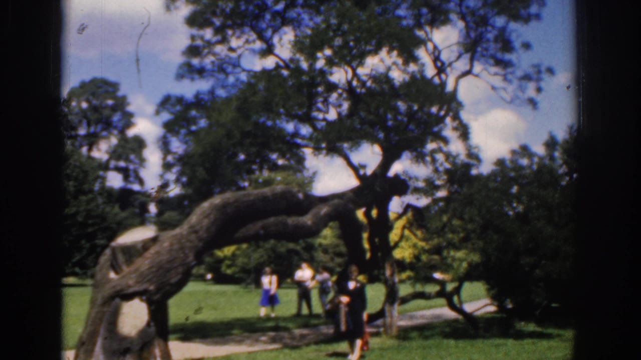 People gather and walk near a large arching tree on a bright lawn.
