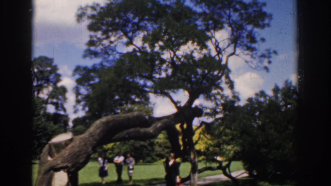 1961 Ireland home-movie view of a park lawn, with a dark-clad adult in front and others near the arching tree.