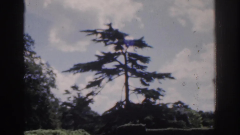 Tall evergreen tree against a cloudy sky in the same 1961 Ireland garden footage, with shrubs and dark gate edges visible below.