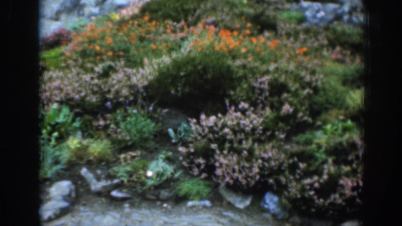 1961 London home-movie frame of nearby wild vegetation with orange flowers, purple heather-like shrubs, rocks, and grass.