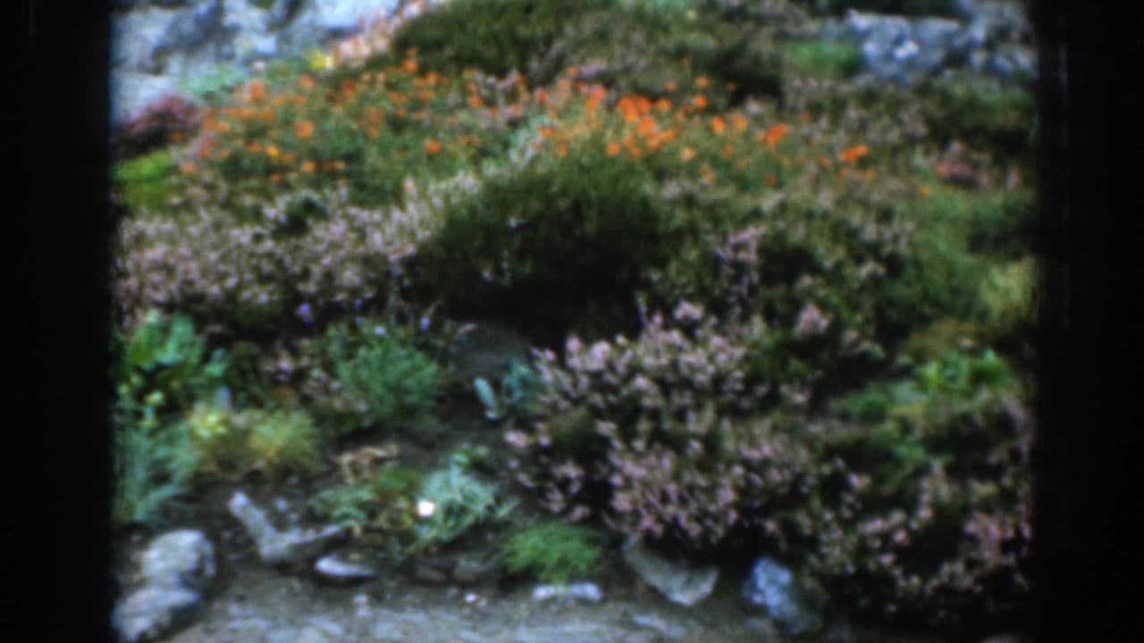 1961 London home-movie frame holding on a hillside of wild vegetation, with orange flowers above purple shrubs and scattered stones.