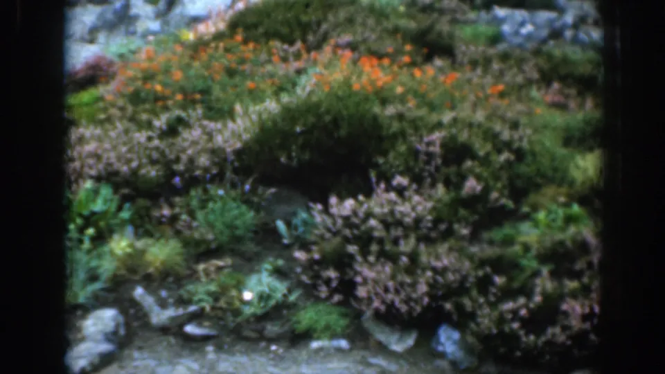 1961 London home-movie frame holding on a hillside of wild vegetation, with orange flowers above purple shrubs and scattered stones.