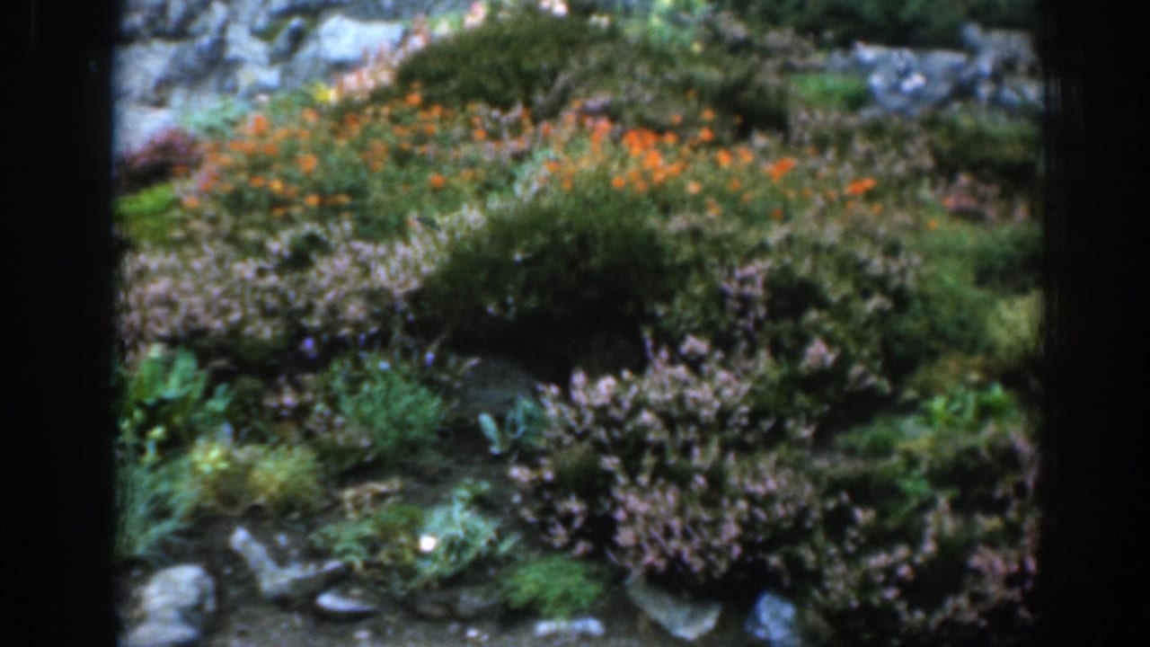 1961 London home-movie frame showing the same planted slope with orange flowers, purple shrubs, green grass, and stones.