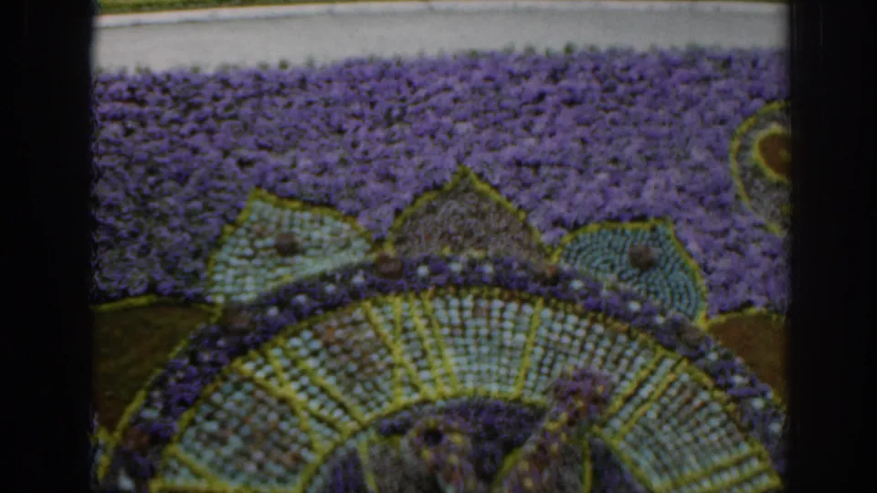 1961 Scotland 8mm frame showing part of the floral mosaic below a pale path or edging line, with purple and green planting visible.