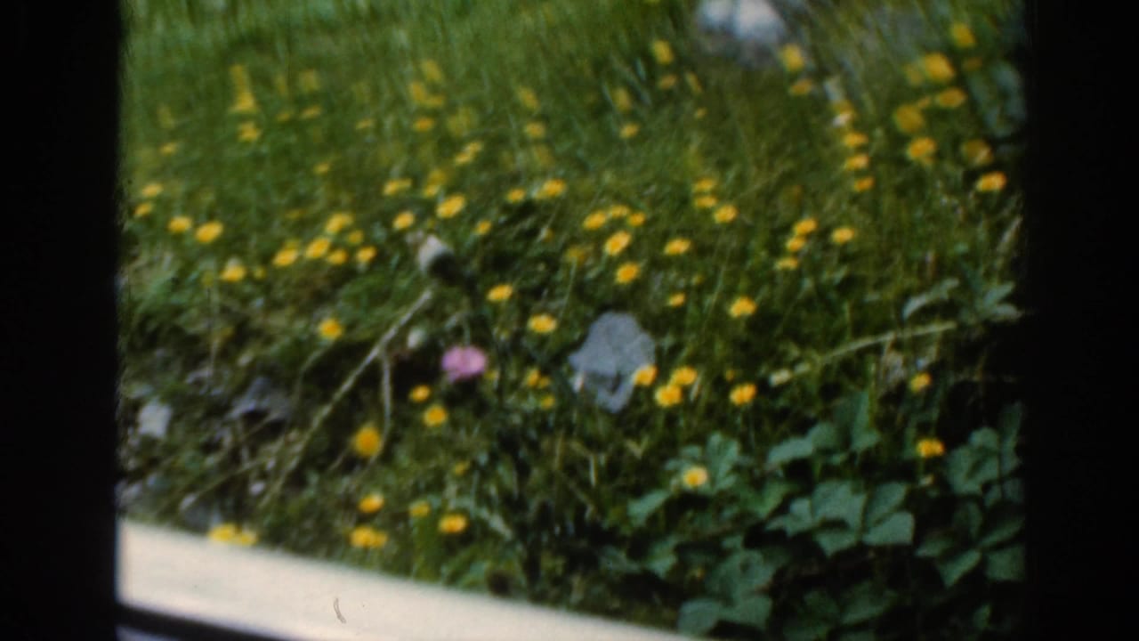 Yellow wildflowers and grass appear beside the route, framed by the dark edge of a vehicle window in the 1961 Scotland footage.