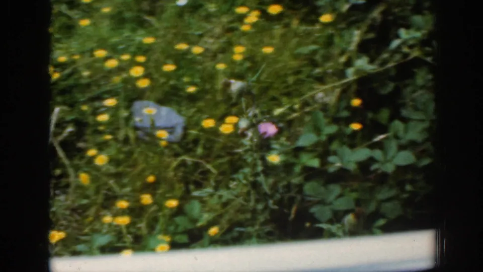 A close moving-vehicle view shows yellow flowers, green plants, stones, and a pale window ledge in rural Scotland.