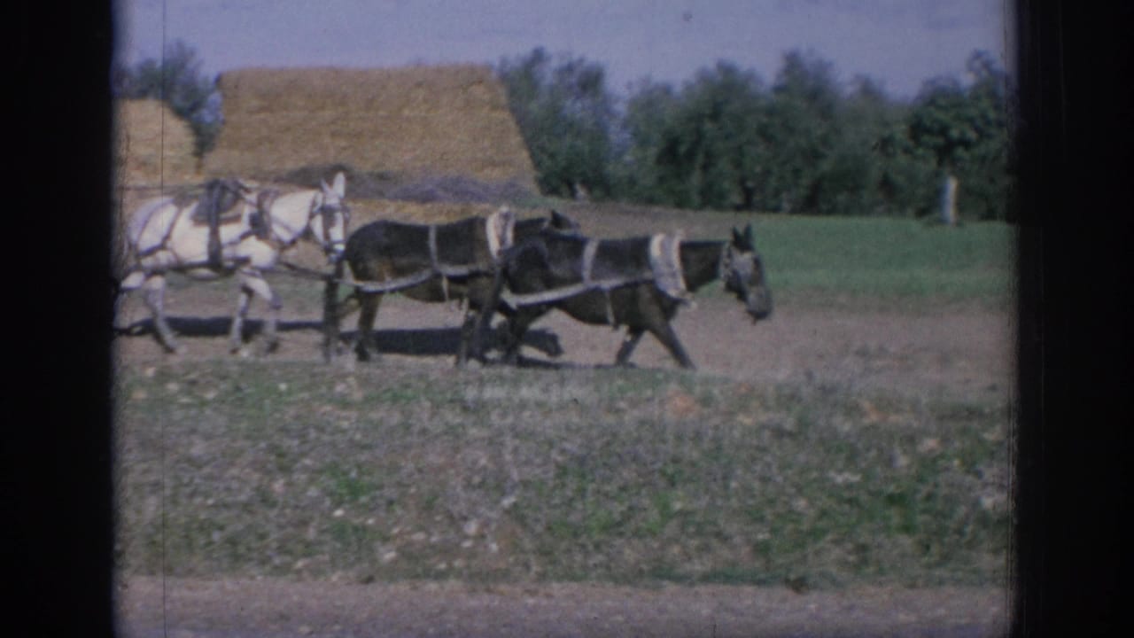 1966 Spain 8mm frame showing horses pulling a covered farm wagon past a haystack and tree line.