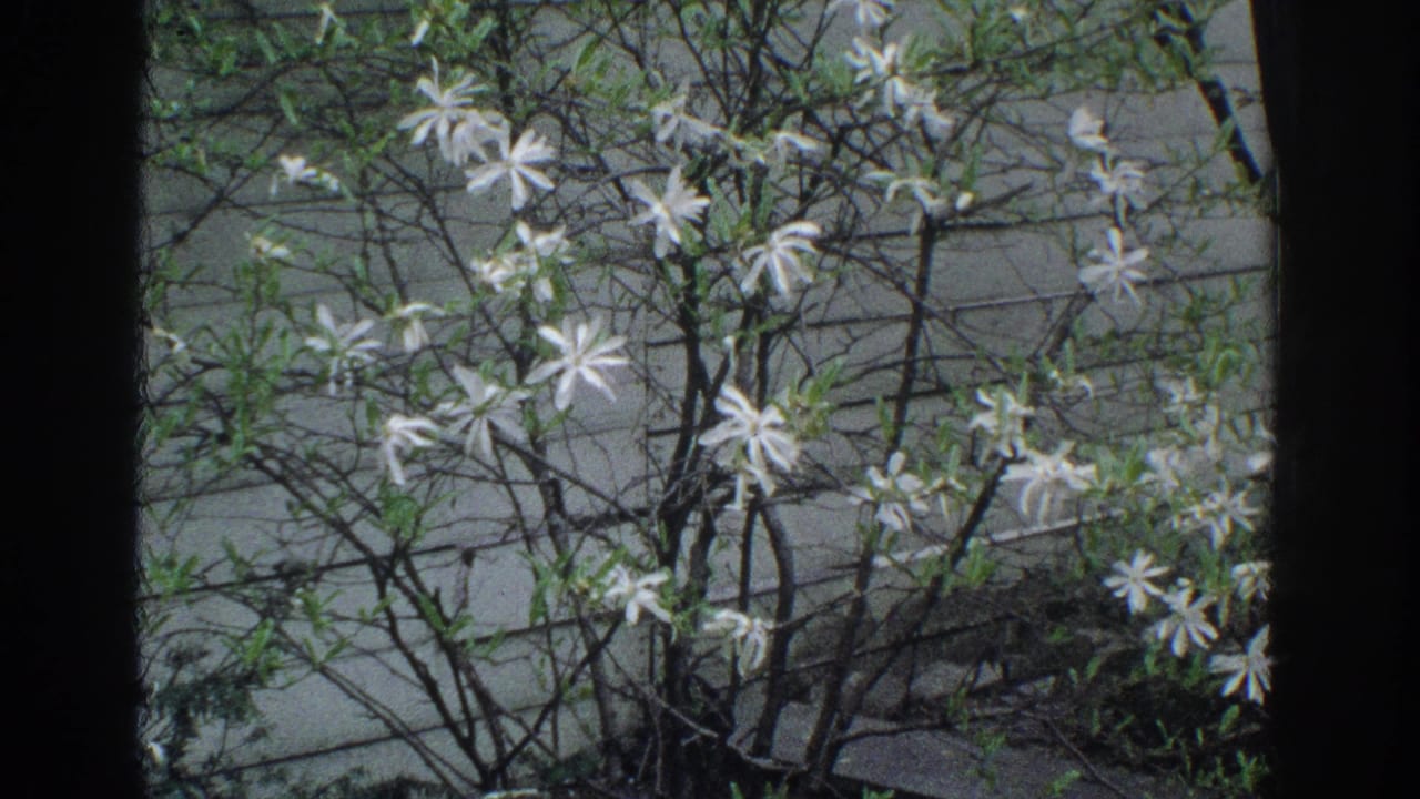 White blossoms and leafy branches seen through a dark window frame.