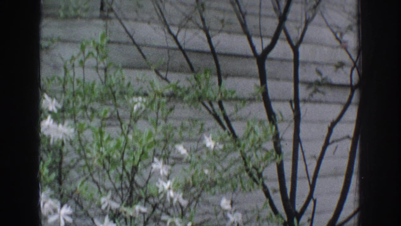 Leafy flowering branches behind a central dark window mullion.