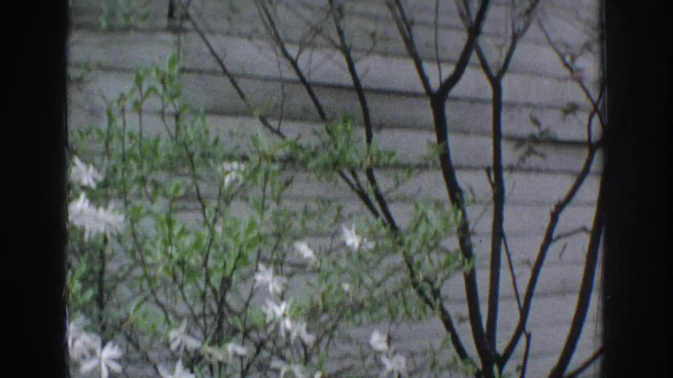 1971 Miami garden view with a central dark window mullion, pale wall surface, leafy branches, and scattered white blossoms.