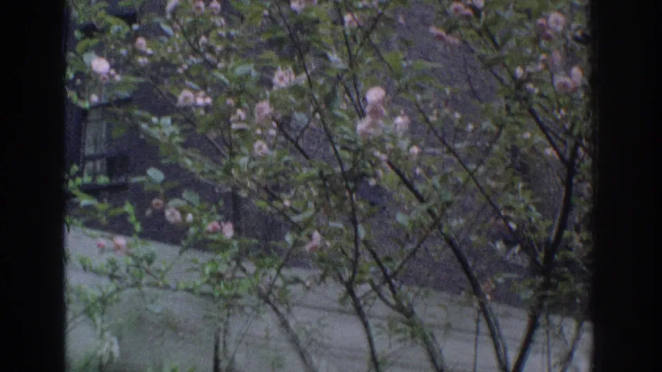 1971 Miami frame showing pink blossoms and leafy branches outside a dark-framed window, with soft garden detail in the background.