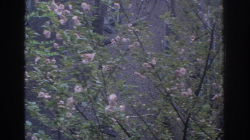 1971 Miami home-movie frame of a pink flowering shrub with green leaves and twiggy branches, seen through a window edge.