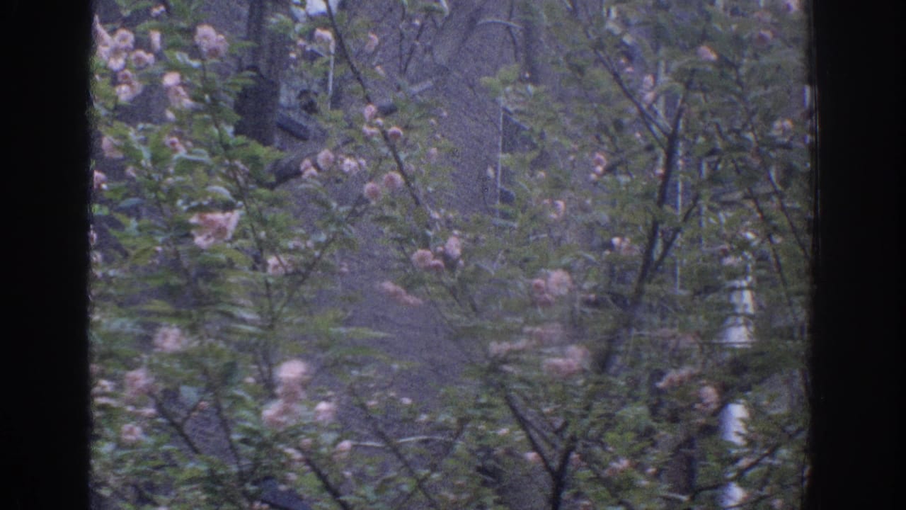 Blossoming tree seen through dark window framing with residential walls behind it.