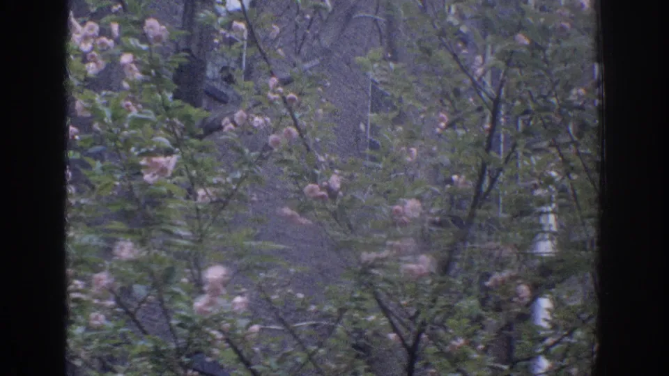 1971 Miami 8mm frame showing pink blossoms and green branches outside a dark interior window frame.