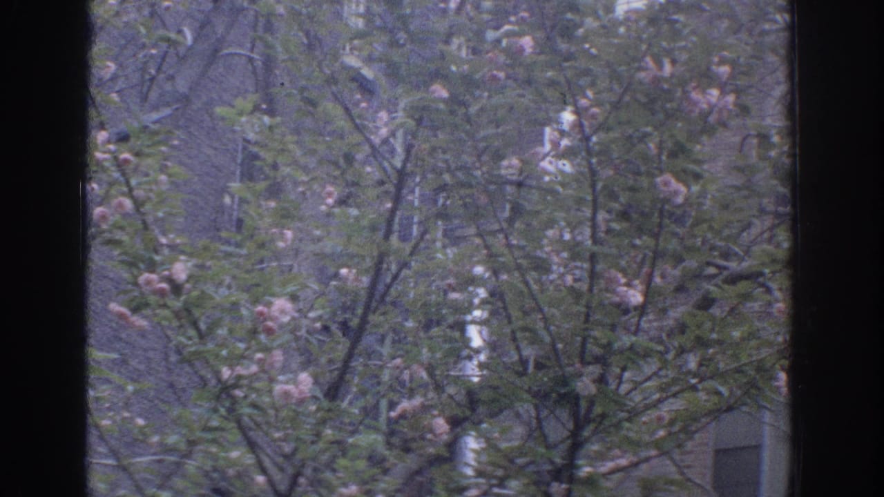 A steady Miami 1971 home-movie view of flowering branches outside a window, backed by residential facade details.